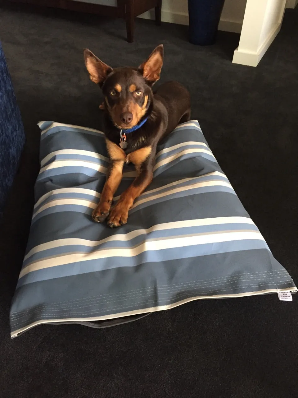 Canvas Dog Bed