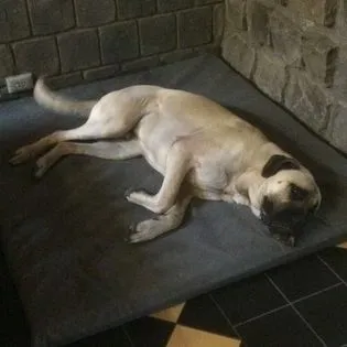 Canvas Dog Bed